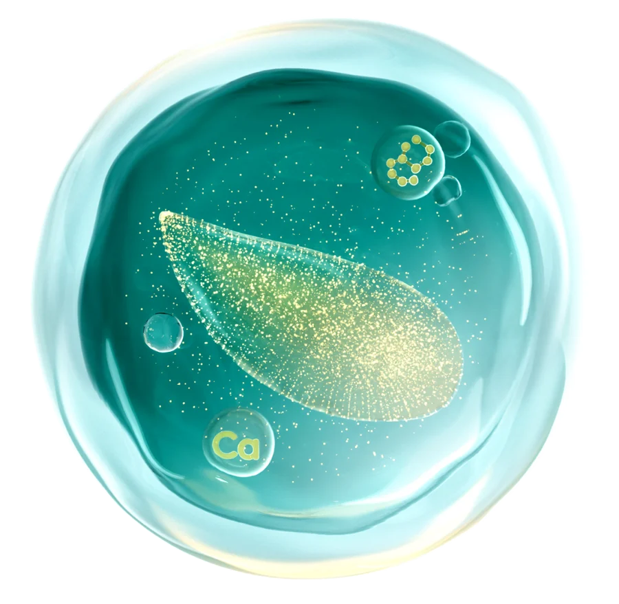 贻贝钙肽 CAPCS® 成分——富含钙离子的活性凝胶水滴